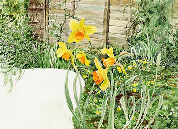 Daffodils back garden