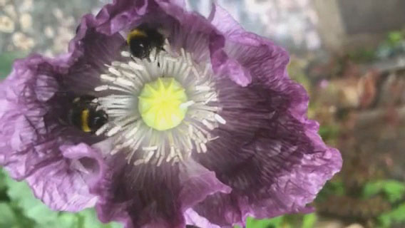 Persistant bees show us how it is done...